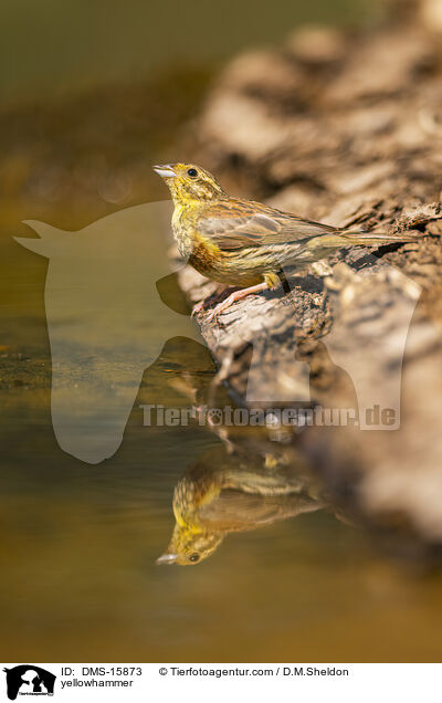 yellowhammer / DMS-15873