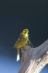 Yellowhammer