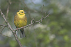 yellowhammer