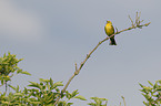 yellowhammer