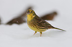 yellowhammer