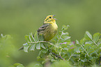 yellowhammer