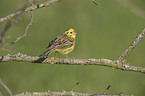 yellowhammer