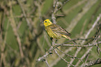 yellowhammer