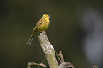 yellowhammer