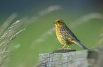 yellowhammer