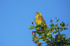 yellowhammer