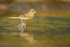 yellowhammer