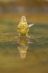 yellowhammer