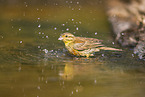 yellowhammer