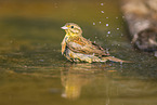 yellowhammer