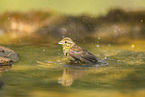 yellowhammer