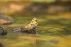 yellowhammer
