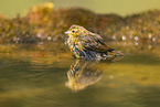 yellowhammer