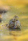 yellowhammer