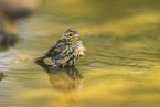 yellowhammer