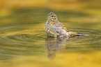 yellowhammer