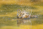 yellowhammer
