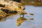 yellowhammer