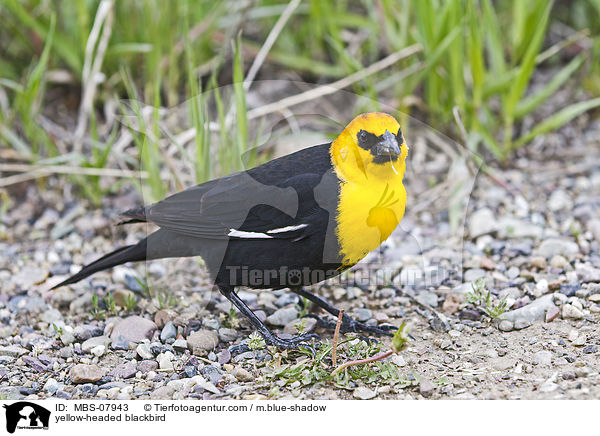 yellow-headed blackbird / MBS-07943