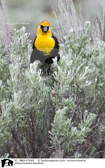 Gelbkopf-Schwarzstrling / yellow-headed blackbird / MBS-07946