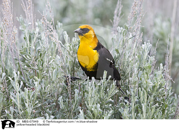 yellow-headed blackbird / MBS-07949