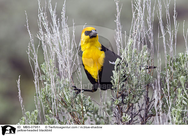 yellow-headed blackbird / MBS-07951