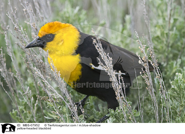 Gelbkopf-Schwarzstrling / yellow-headed blackbird / MBS-07952