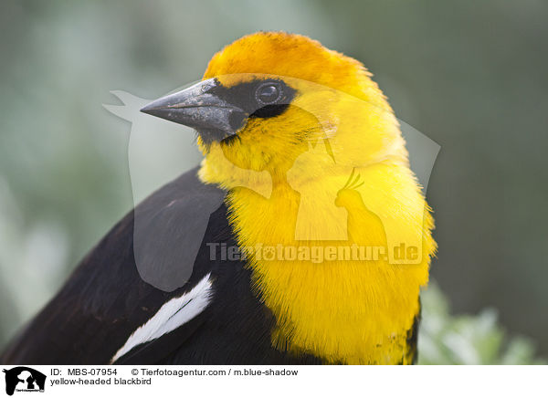 Gelbkopf-Schwarzstrling / yellow-headed blackbird / MBS-07954