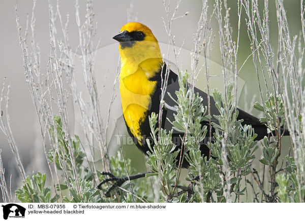 Gelbkopf-Schwarzstrling / yellow-headed blackbird / MBS-07956