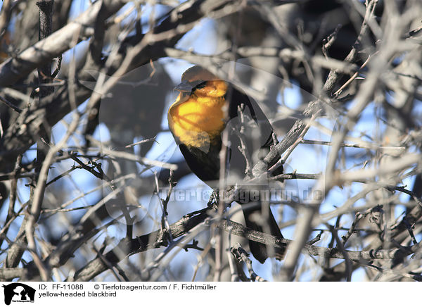 Gelbkopf-Schwarzstrling / yellow-headed blackbird / FF-11088