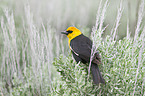 yellow-headed blackbird