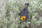 yellow-headed blackbird