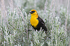 yellow-headed blackbird