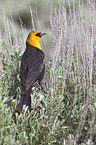 yellow-headed blackbird