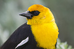 yellow-headed blackbird