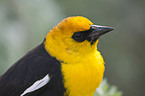 yellow-headed blackbird