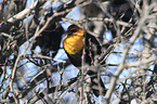 yellow-headed blackbird