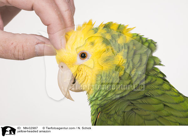 yellow-headed amazon / NN-02987
