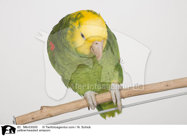 Gelbkopfamazone / yellow-headed amazon / NN-03000