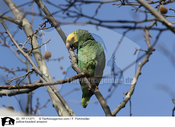 Gelbkopfamazone / yellow-headed amazon / FF-11371