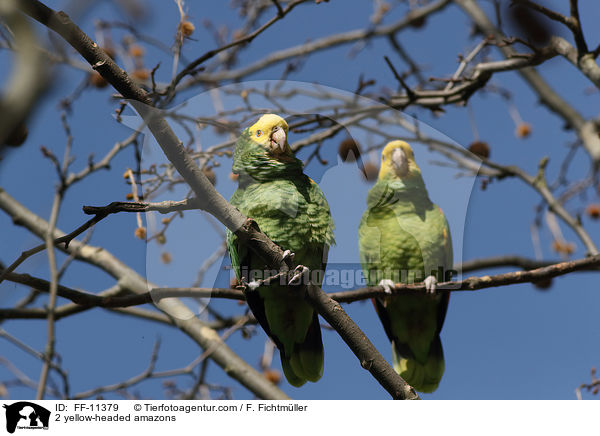 2 yellow-headed amazons / FF-11379