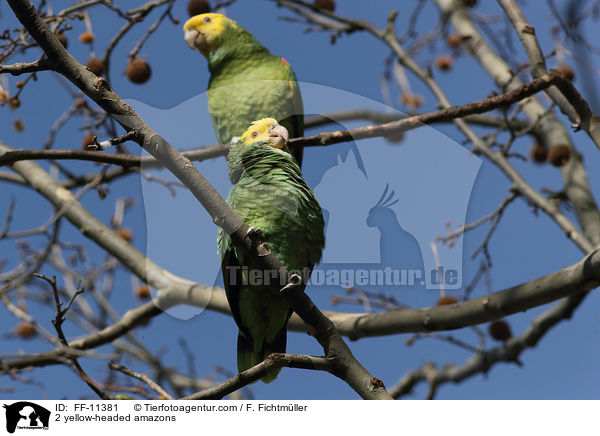 2 yellow-headed amazons / FF-11381