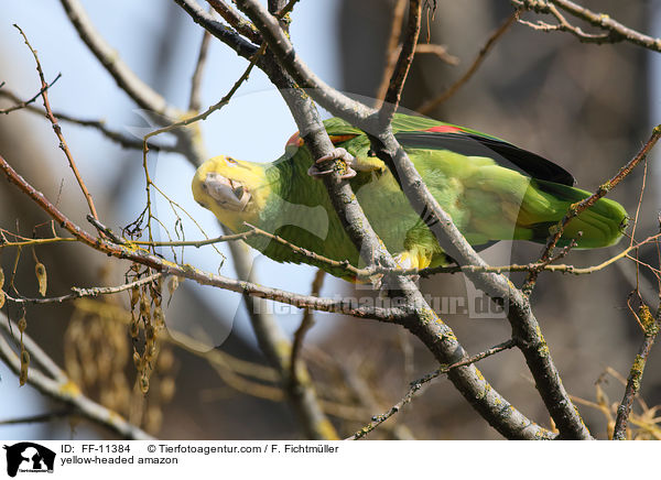 yellow-headed amazon / FF-11384