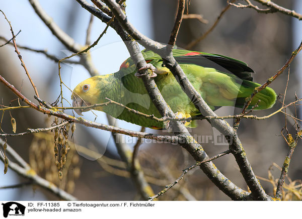 yellow-headed amazon / FF-11385