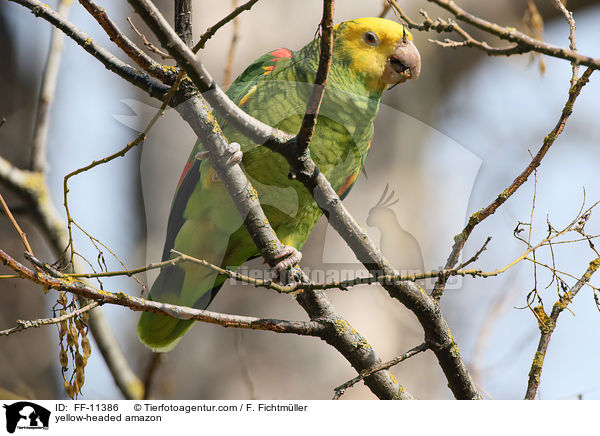 yellow-headed amazon / FF-11386