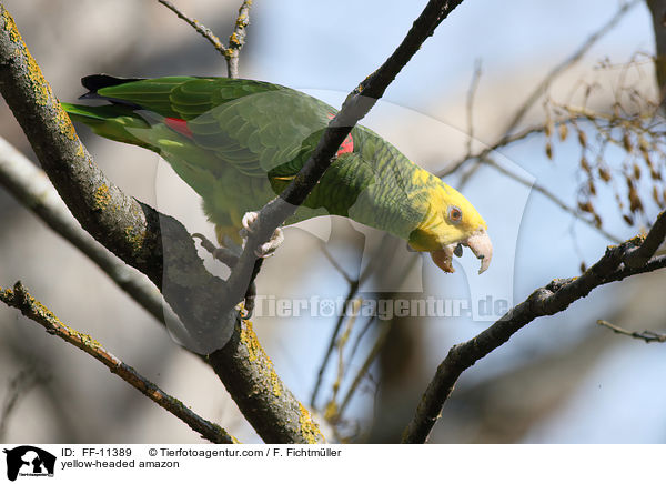 yellow-headed amazon / FF-11389
