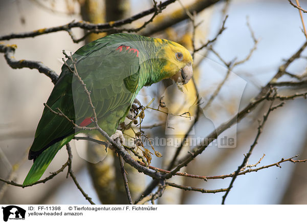 Gelbkopfamazone / yellow-headed amazon / FF-11398