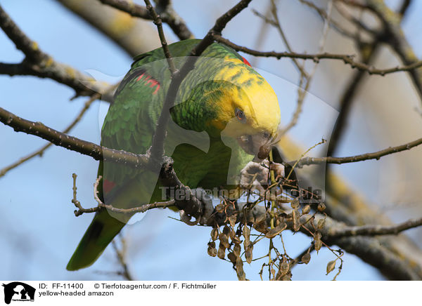 yellow-headed amazon / FF-11400