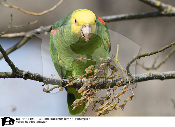 Gelbkopfamazone / yellow-headed amazon / FF-11401